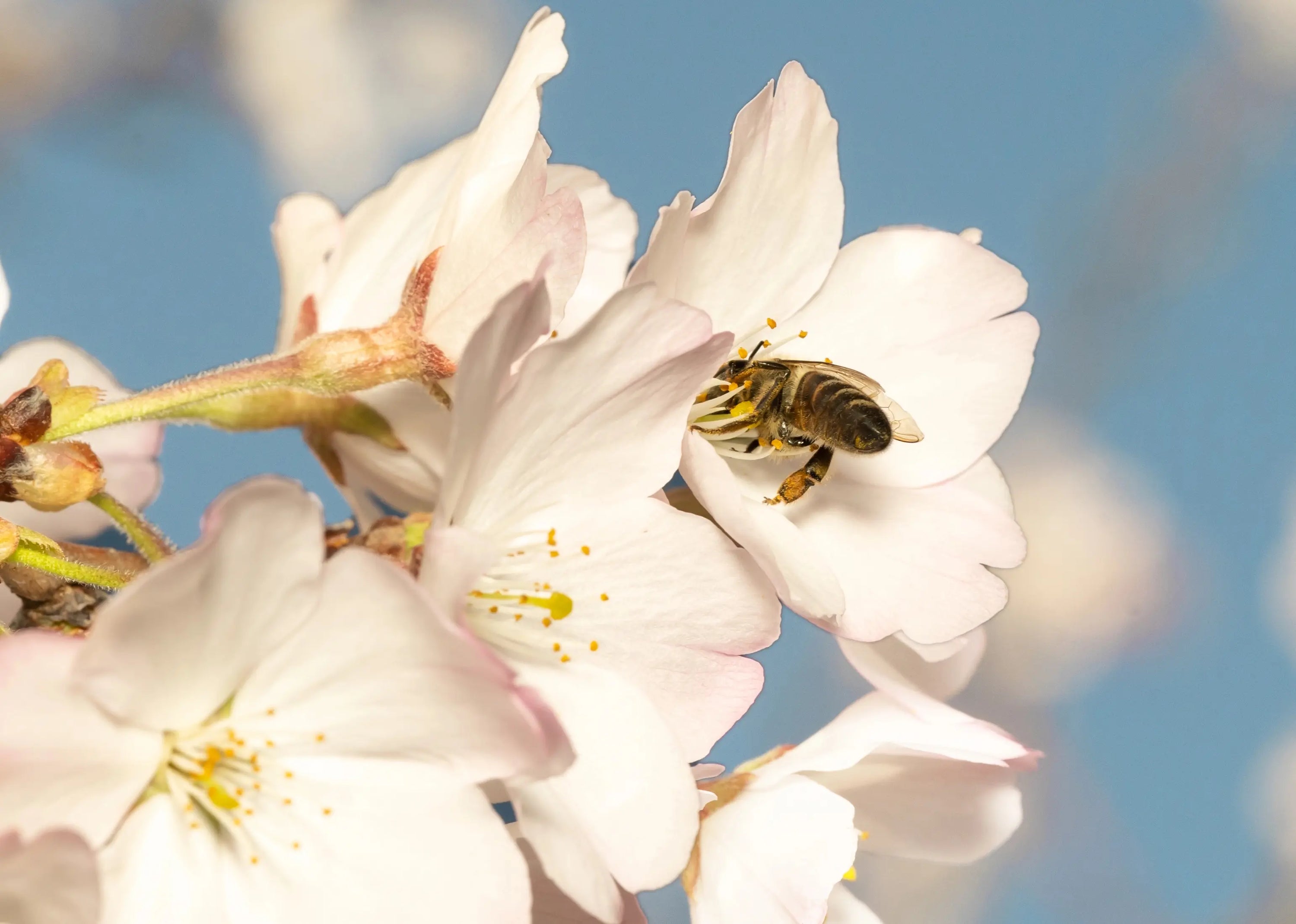 Bijendagboek April