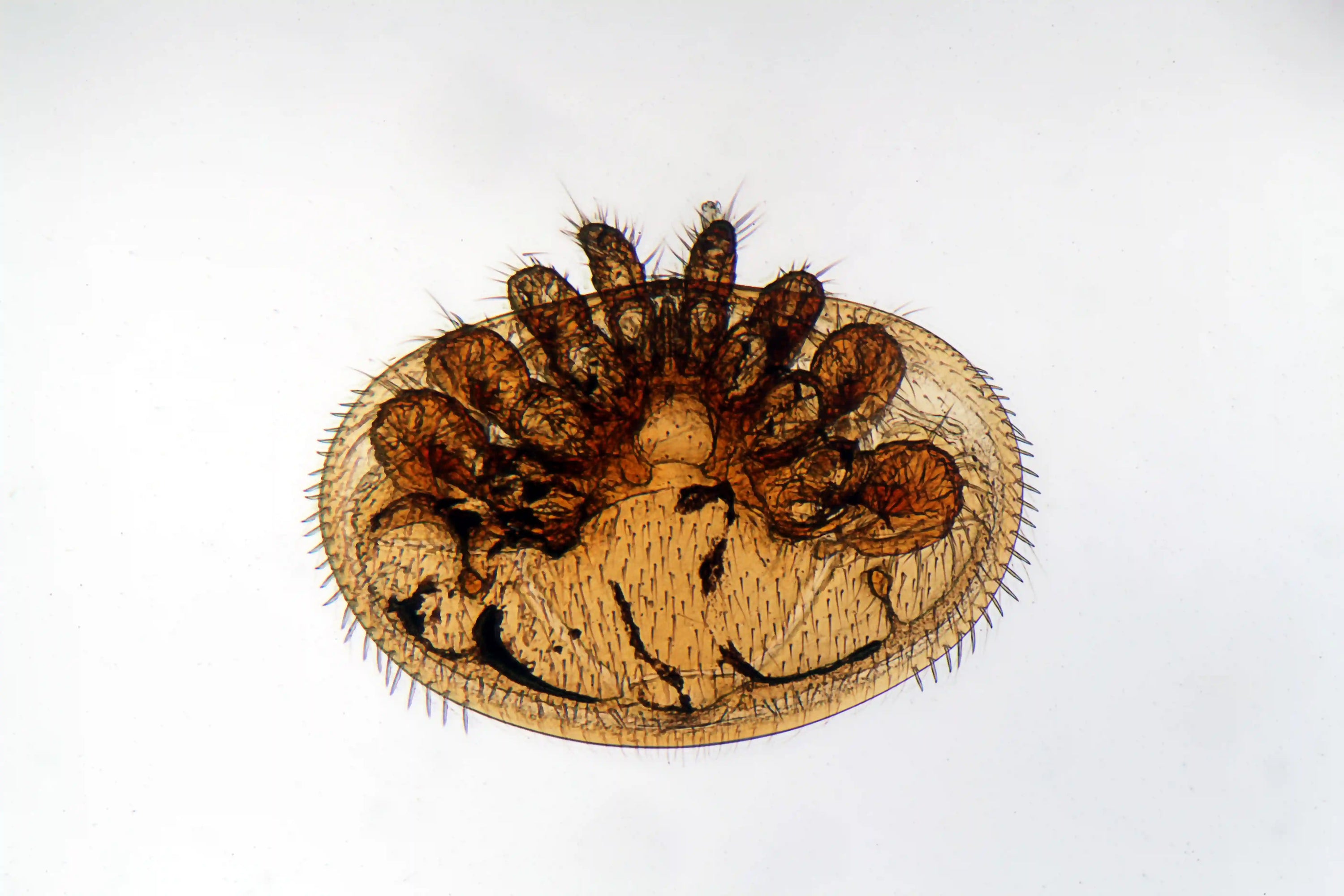 Varroa bestrijding met hyperthermie
