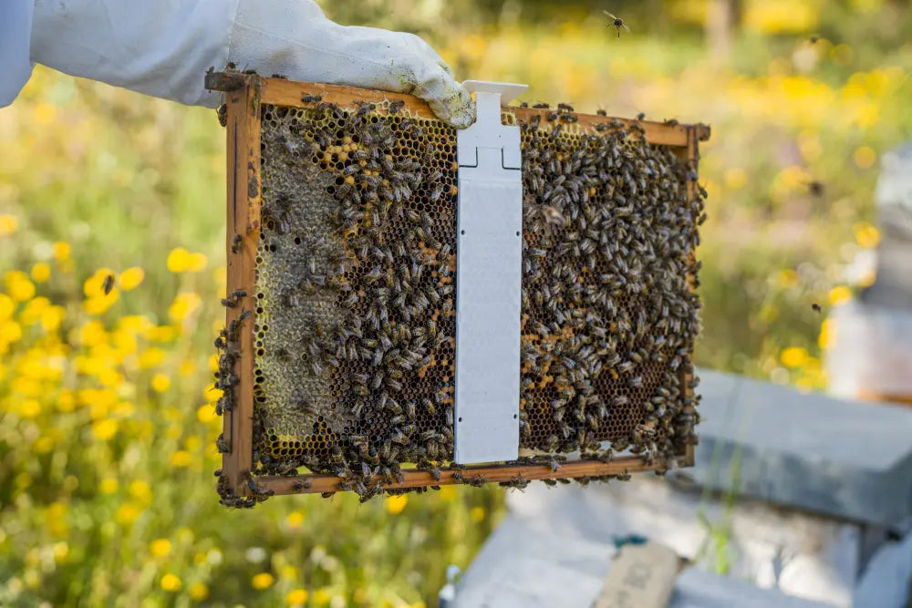 Calistrip BIOX oxaalzuurstrips 10 stuks verpakking voor varroa behandeling op raam